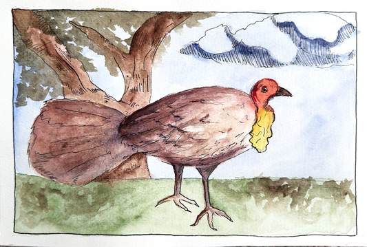 Australian Brush Turkey | Original Watercolour and Ink Painting